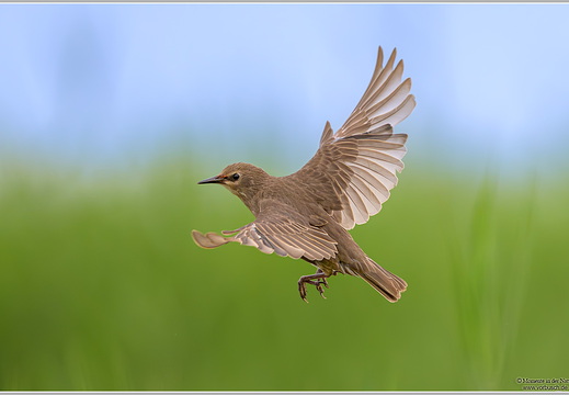 Star (Sturnus vulgaris)