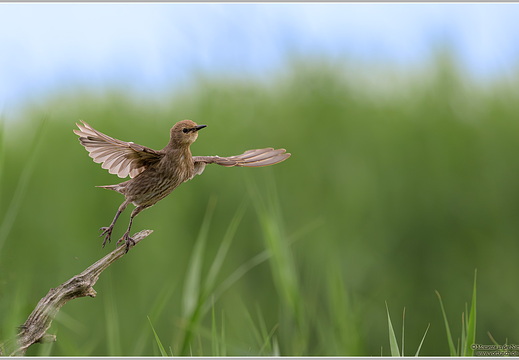 Star (Sturnus vulgaris)