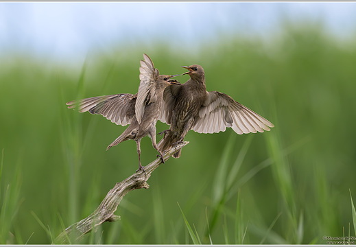 Star (Sturnus vulgaris)