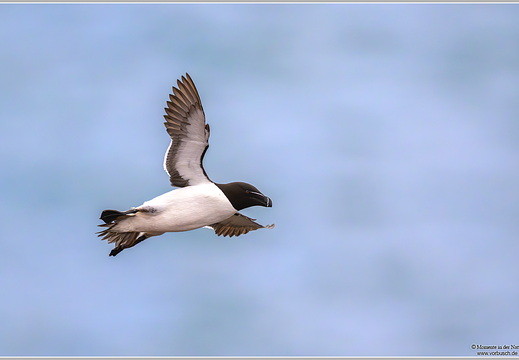 Tordalk (Alca torda)