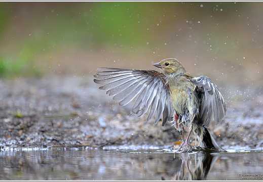 Buchfink (Fringilla coelebs)