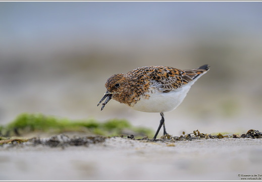 Sanderling (Calidris alba)