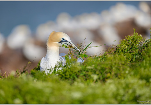 Basstoelpel (Sula bassana)