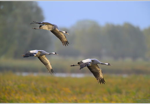 Grauer Kranich (Grus grus)