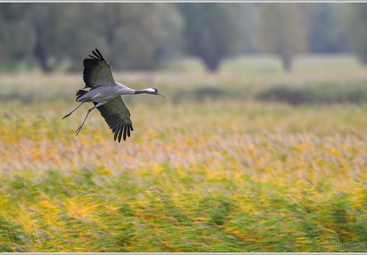 Grauer Kranich (Grus grus)