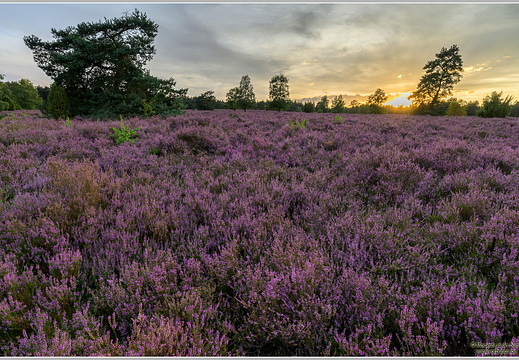 Lüneburger Heide Büsenbachtal