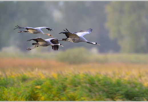 Grauer Kranich (Grus grus)