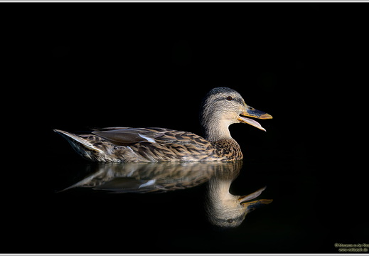 Stockente (Anas platyrhynchos)