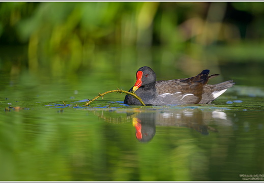 Teichhuhn (Gallinula chloropus)