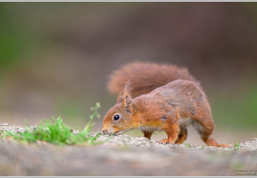 Eichhörnchen (Sciurus vulgaris)