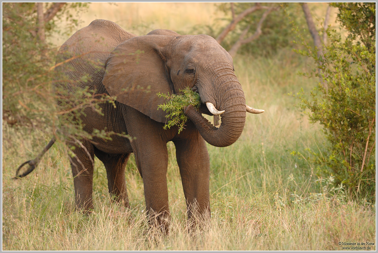 Afrikanischer-Elefant-(Loxodonta-africana)3