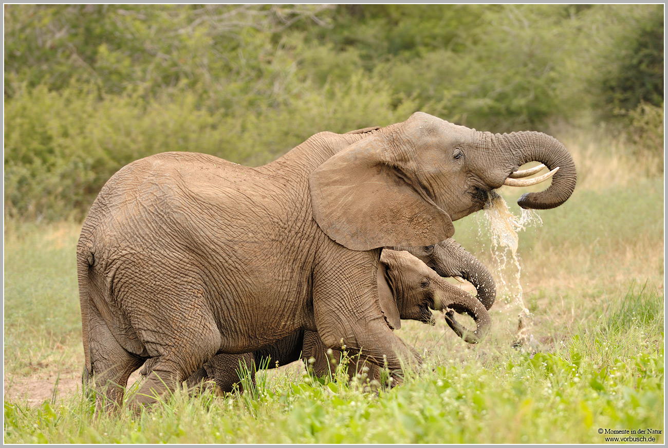 Afrikanischer-Elefant-(Loxodonta-africana)4