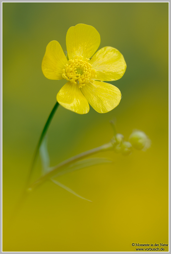 Hahnenfuss-(Ranunculus-sp.).jpg