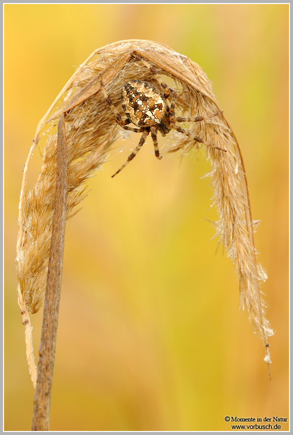 Kreuzspinne-(Araneus-sp_).jpg