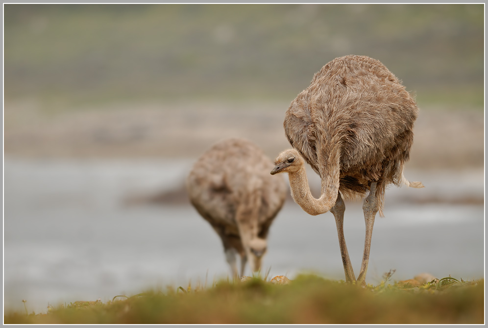 Afrikanischer-Strauß-(Struthio-camelus)2.jpg