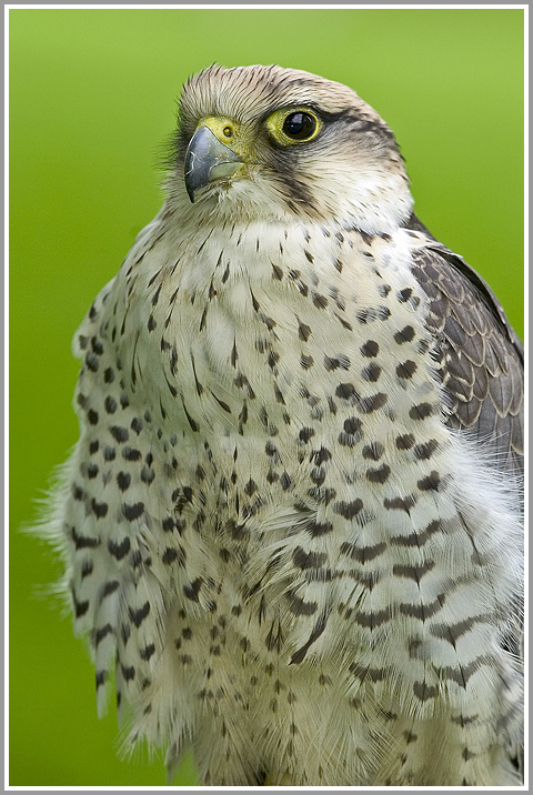 Lannerfalke (Falco biarmicus)