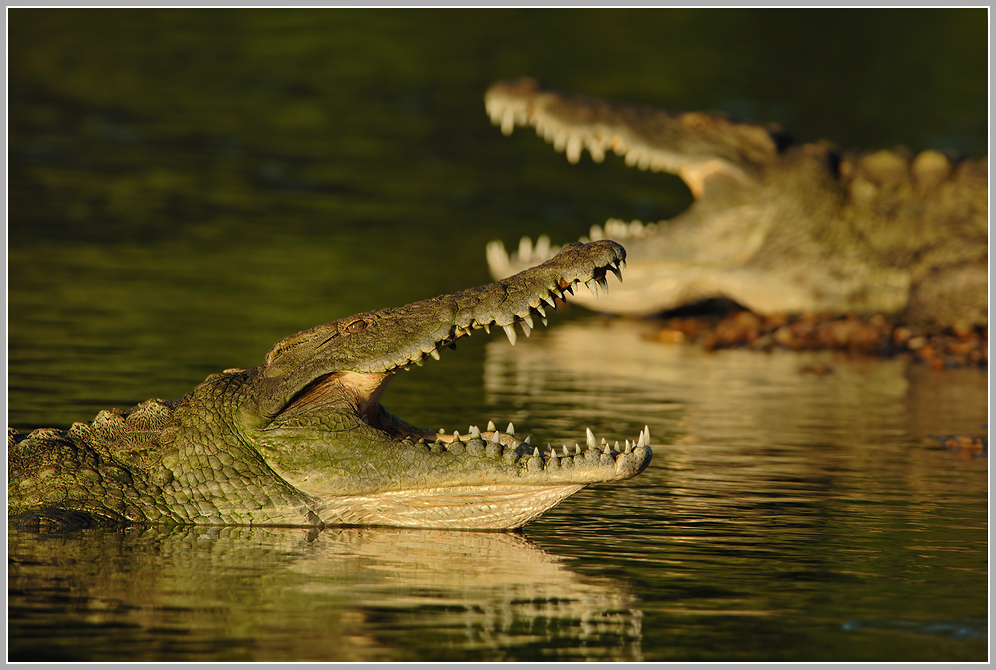 krokodilg.jpg