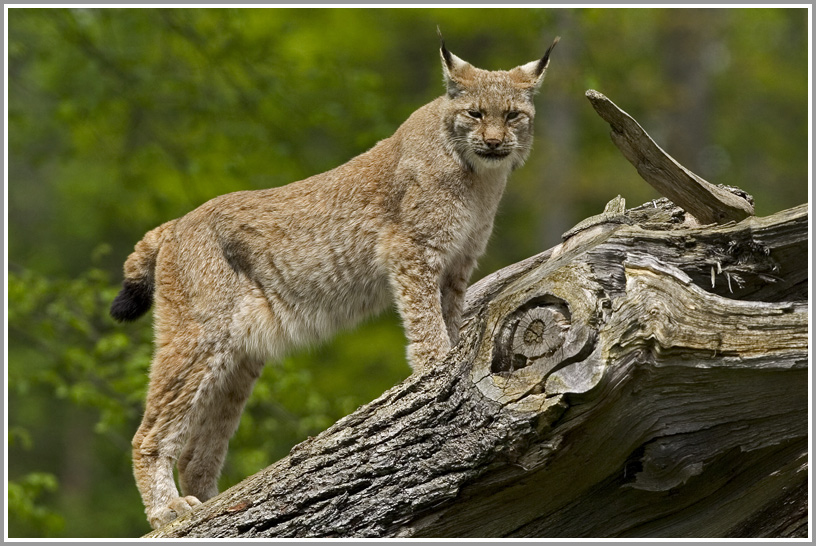 Luchs (Lynx lynx) 