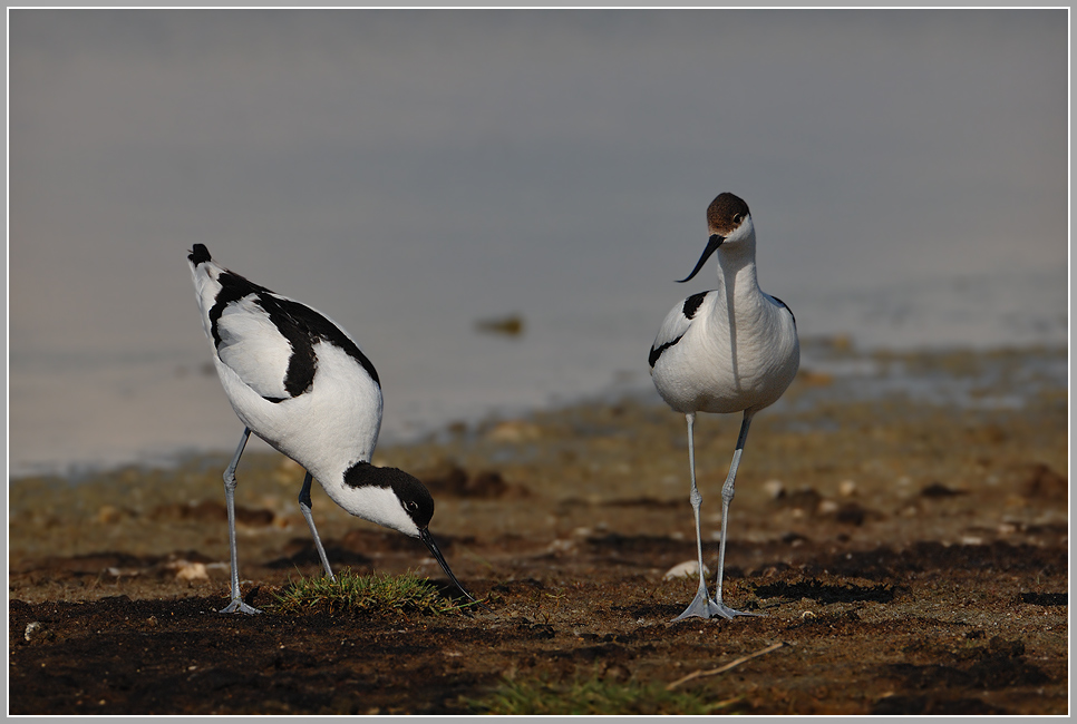 Säbelschnäbler-(Recurvirostra-avosetta).jpg