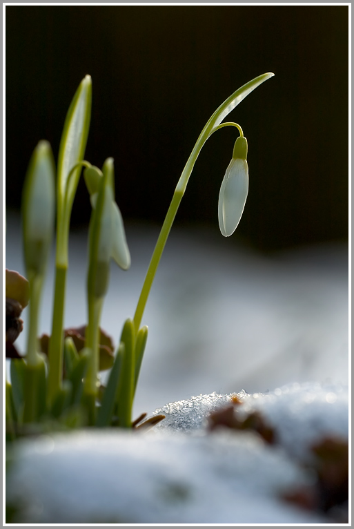Schneeglöckchen (Galanthus nivalis)