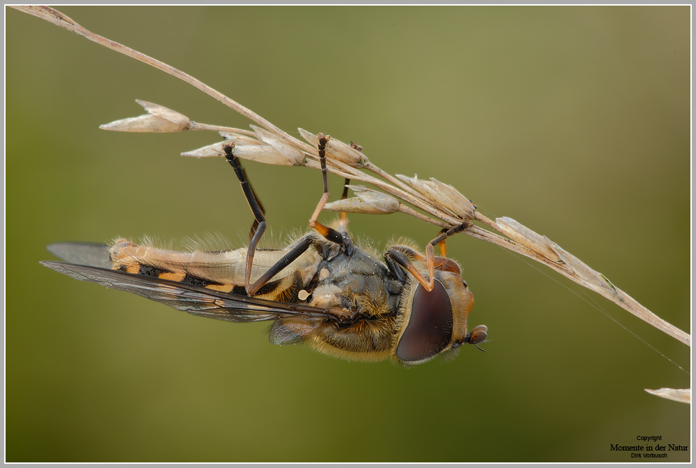 Behaarte Schwebfliege (Syrphus torvus)