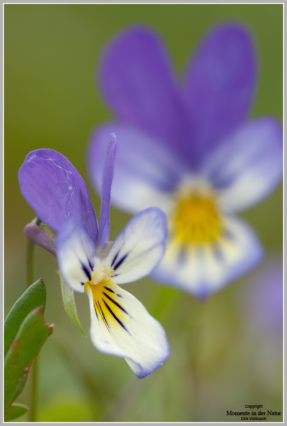 Wildes-Stiefmütterchen-(Viola-tricolor).jpg