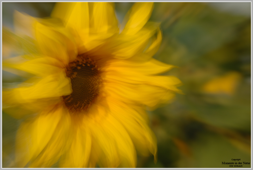 Sonnenblume-(Helianthus-annuus)2.jpg