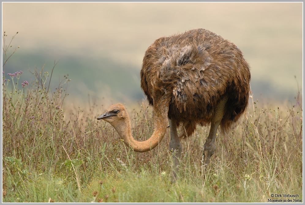 Afrikanischer-Strauß-(Struthio-camelus)3.jpg