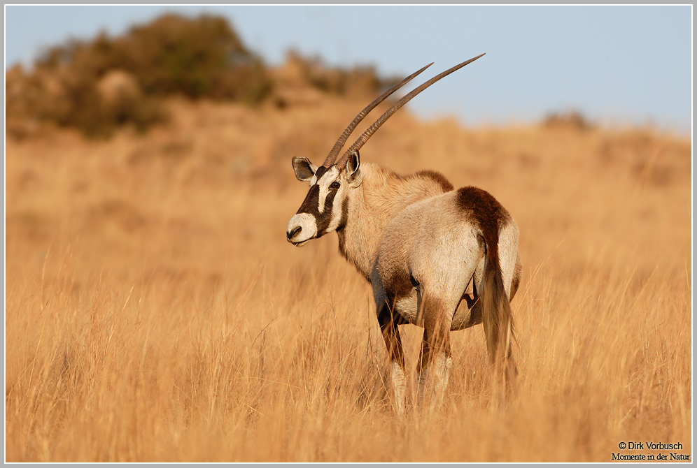 Orix-(Oryx-gazella).jpg