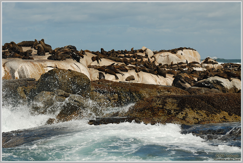 Südafrikanische-Seebär-(Arctocephalus-pusillus).jpg