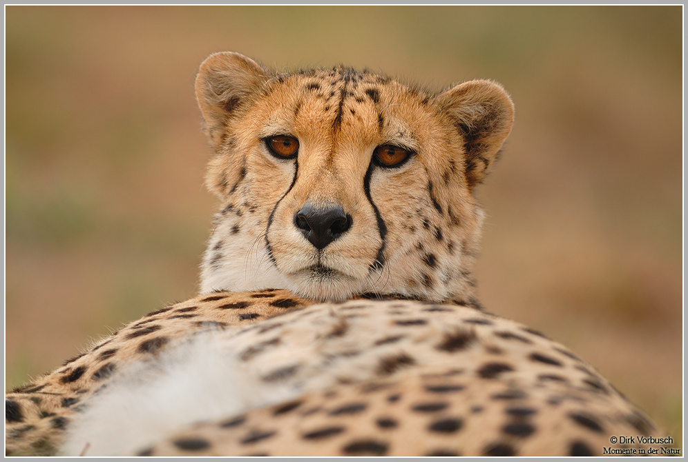 Gepard-(Acinonyx-jubatus)3.jpg