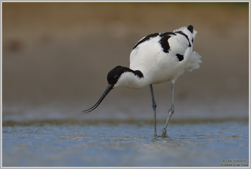Säbelschnäbler-(Recurvirostra-avosetta)3.jpg