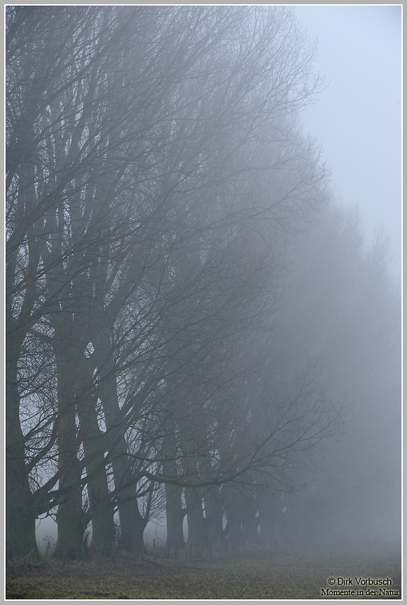 Nebelstimmung am Niederrhein