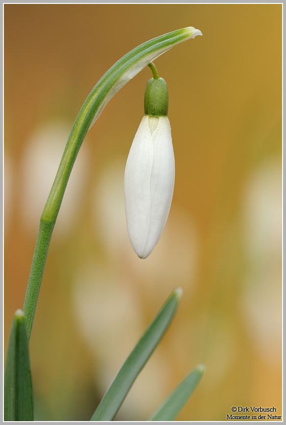 Schneeglöckchen-(Galanthus-nivalis)4.jpg