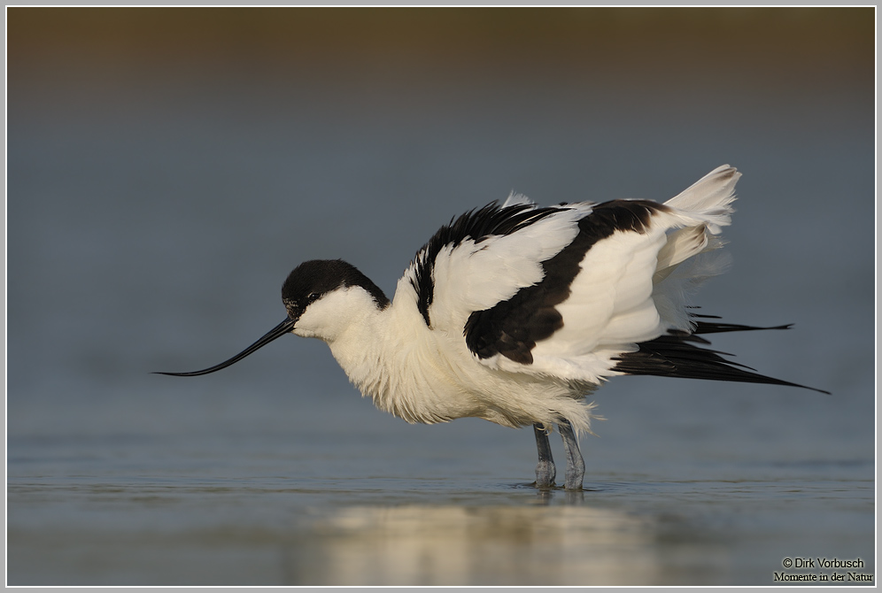 Säbelschnäbler-(Recurvirostra-avosetta)4.jpg