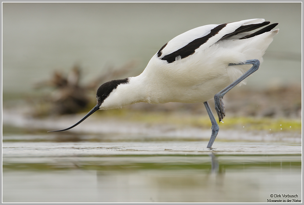 Säbelschnäbler-(Recurvirostra-avosetta)6.jpg