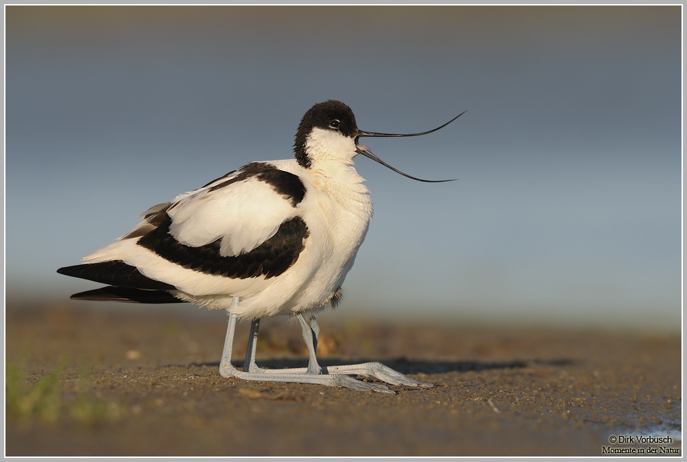 Säbelschnäbler-(Recurvirostra-avosetta)10.jpg
