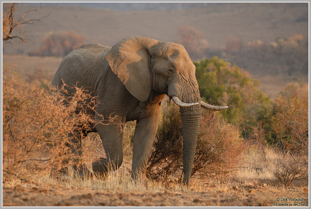 Afrikanischer-Elefant-(Loxodonta-africana)2.jpg