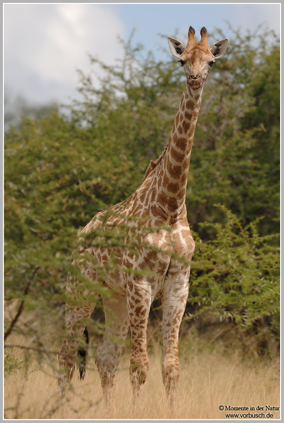Giraffe-(Giraffa-camelopardalis).jpg