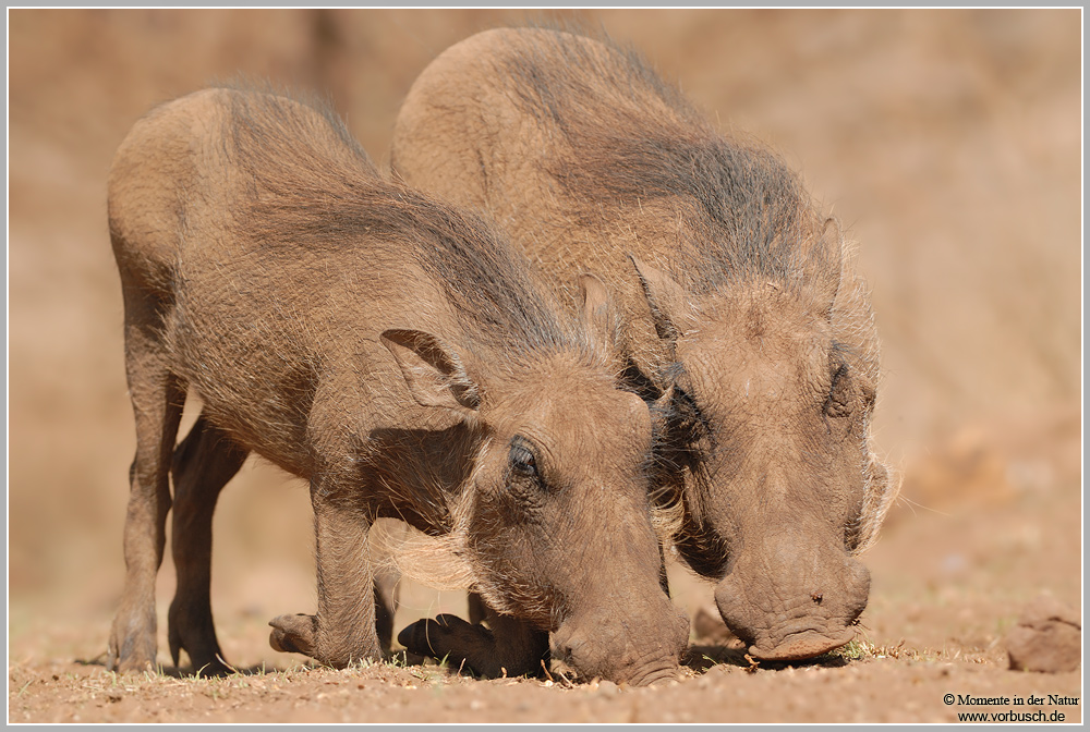 Warzenschwein-(Phacochoerus-africanus)2.jpg