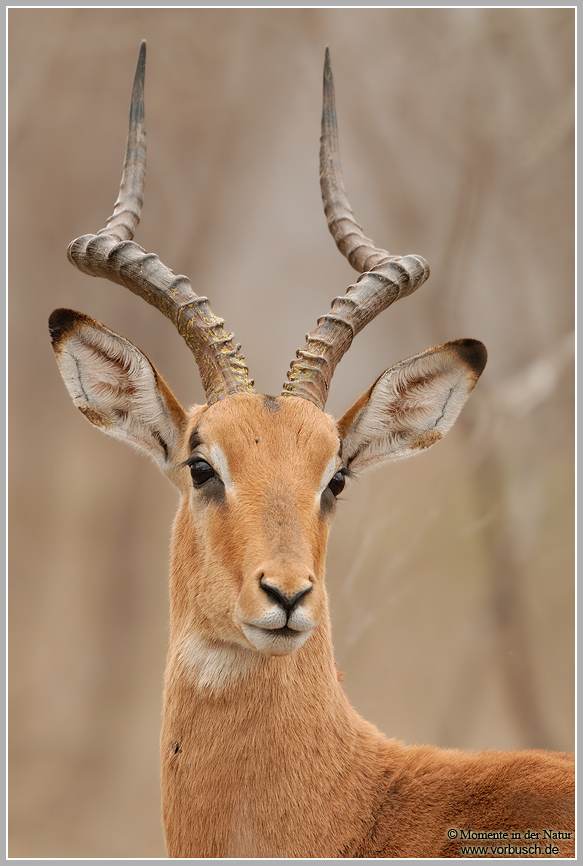 Impala-(Aepyceros-melampus).jpg