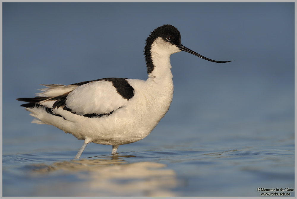 Säbelschnäbler-(Recurvirostra-avosetta)12.jpg