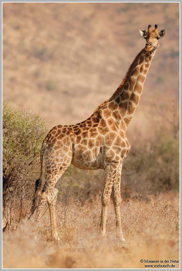 Giraffe-(Giraffa-camelopardalis)2.jpg