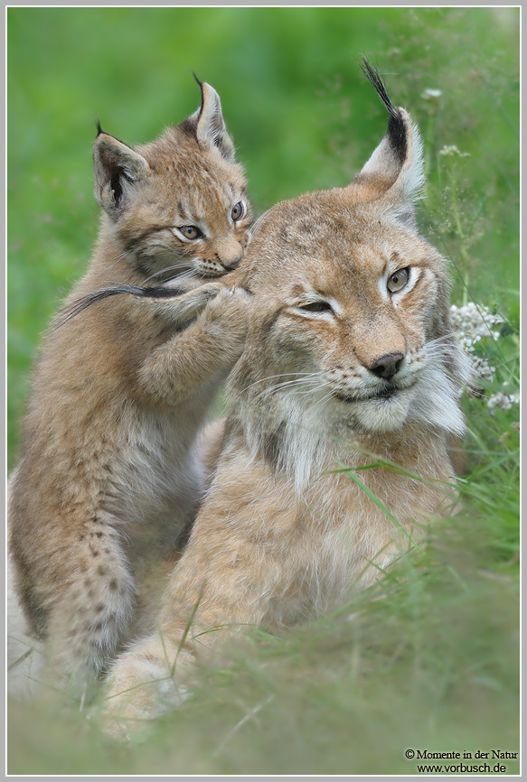 Luchs (Lynx lynx)