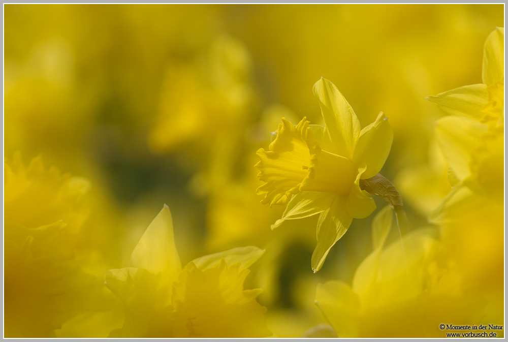 Gelbe-Narzisse-(Narcissus-pseudonarcissus).jpg
