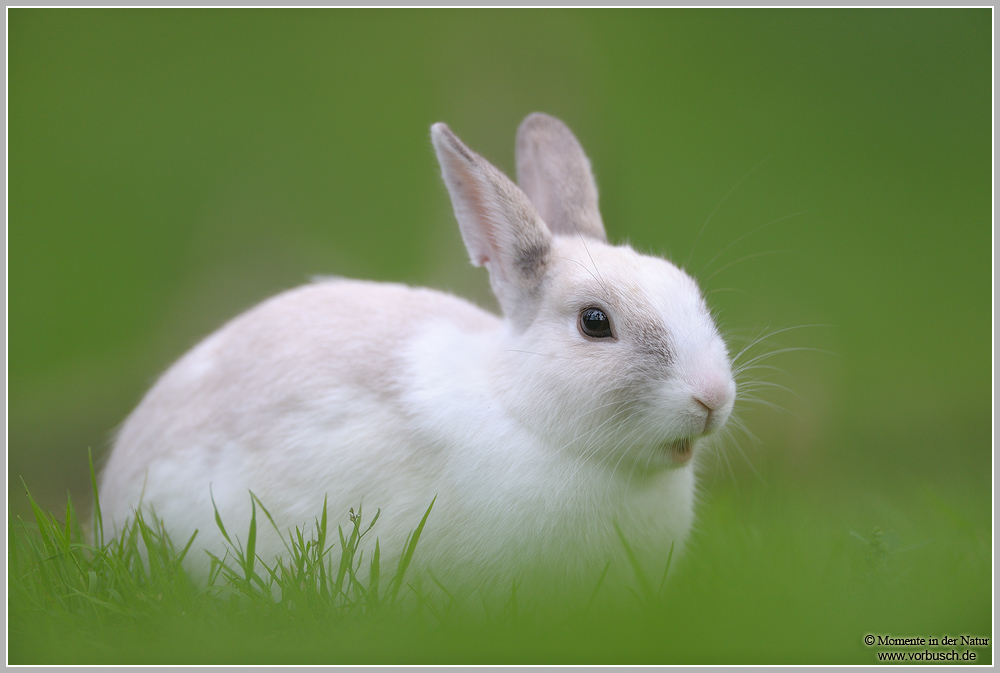 Kaninchen.jpg