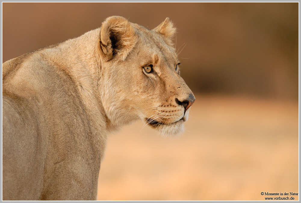 Löwe-(Panthera-leo)7~0.jpg