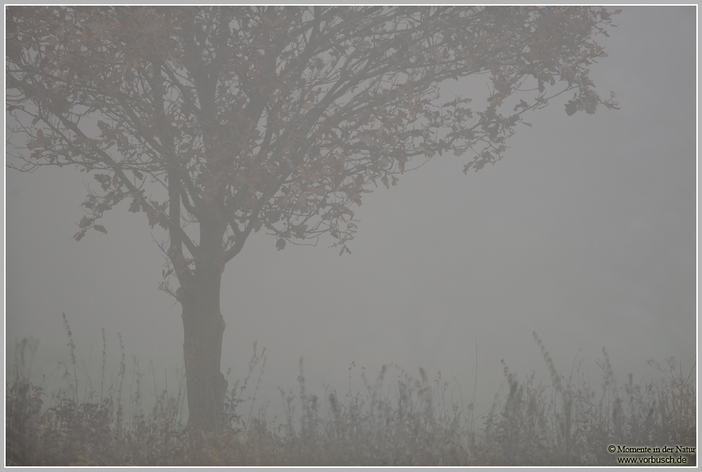 Nebelstimmung~0.jpg