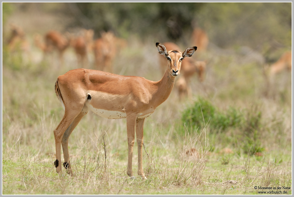 Impala (Aepyceros sp.)