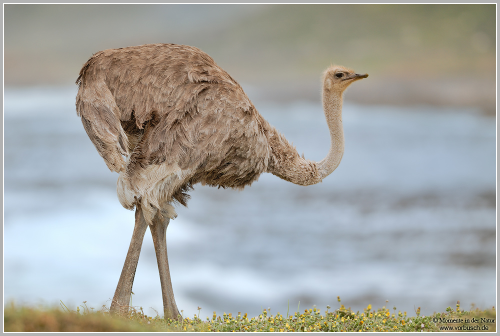Afrikanischer-Strauß-(Struthio-camelus)5.jpg